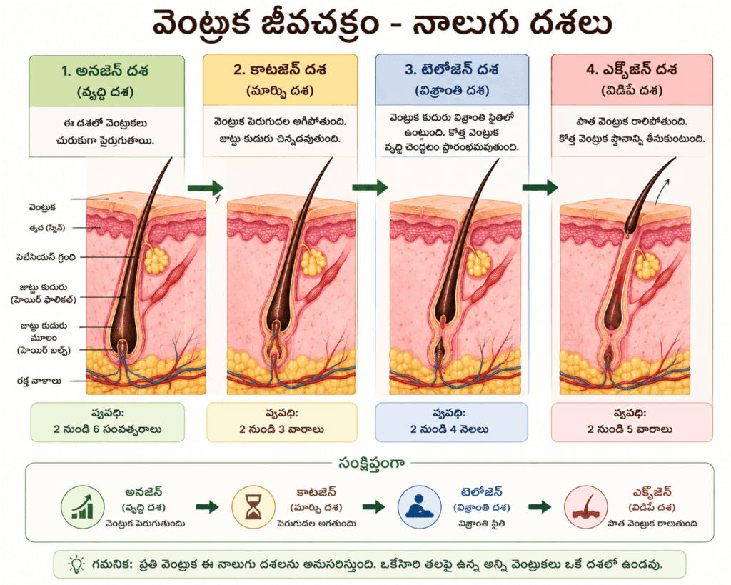 4 stages of hair (1)